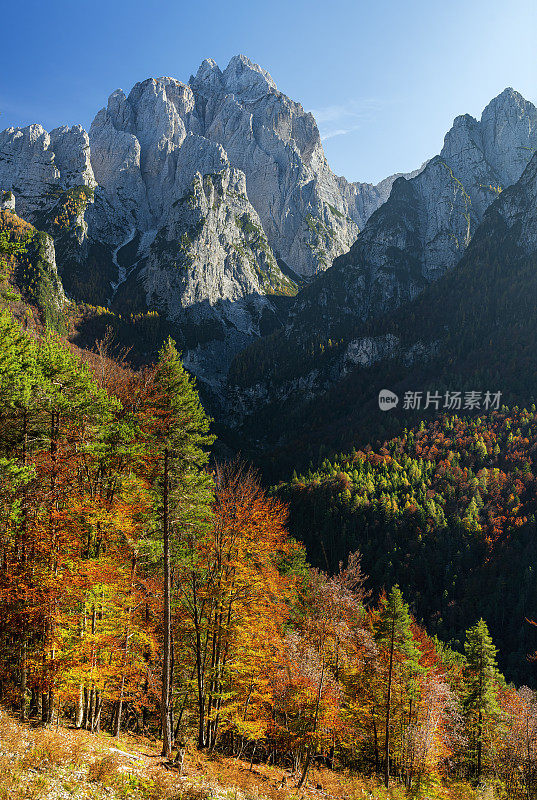 蒙塔兹山与Sella Somdogna，秋天落叶松，朱利安阿尔卑斯山，意大利，欧洲的观点